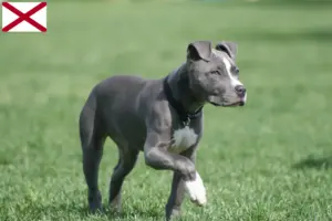 Read more about the article American Staffordshire Terrier breeders and puppies in Alabama