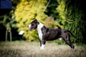 Read more about the article American Staffordshire Terrier breeders and puppies in Alaska