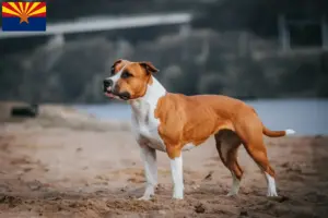 Read more about the article American Staffordshire Terrier breeders and puppies in Arizona