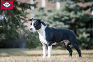 Read more about the article American Staffordshire Terrier breeders and puppies in Arkansas