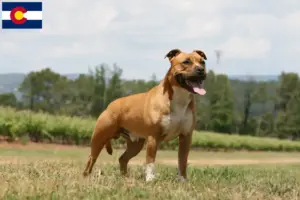 Read more about the article American Staffordshire Terrier breeders and puppies in Colorado