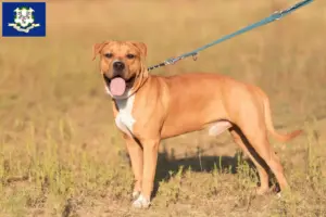 Read more about the article American Staffordshire Terrier breeders and puppies in Connecticut