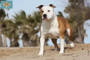 Read more about the article American Staffordshire Terrier breeders and puppies in Delaware