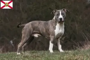 Read more about the article American Staffordshire Terrier breeders and puppies in Florida