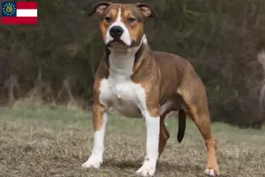 Read more about the article American Staffordshire Terrier breeders and puppies in Georgia