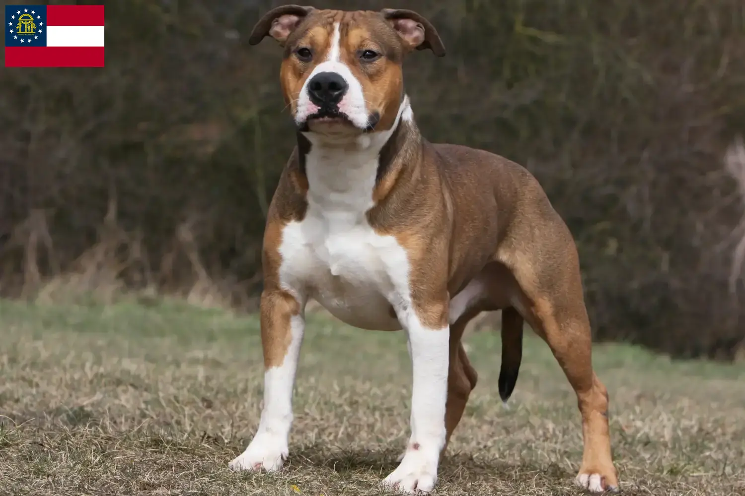 American Staffordshire Terrier puppies and breeders Georgia Find American Staffordshire Terrier breeders in Georgia.