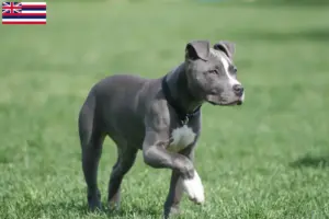 Read more about the article American Staffordshire Terrier breeders and puppies in Hawaii