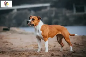 Read more about the article American Staffordshire Terrier breeders and puppies in Illinois