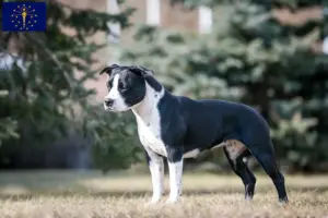 Read more about the article American Staffordshire Terrier breeders and puppies in Indiana