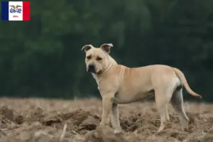 Read more about the article American Staffordshire Terrier breeders and puppies in Iowa