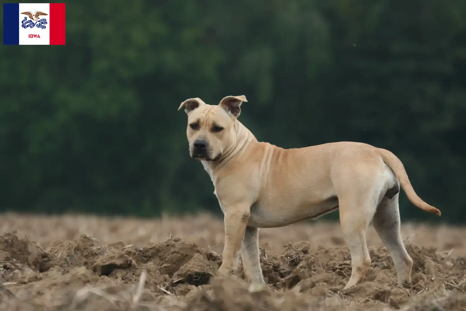 American Staffordshire Terrier puppies and breeders Iowa Find American Staffordshire Terrier breeders in Iowa.