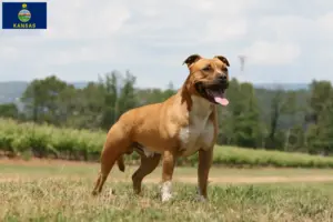 Read more about the article American Staffordshire Terrier breeders and puppies in Kansas