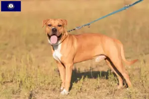 Read more about the article American Staffordshire Terrier breeders and puppies in Kentucky