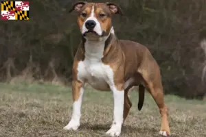 Read more about the article American Staffordshire Terrier breeders and puppies in Maryland