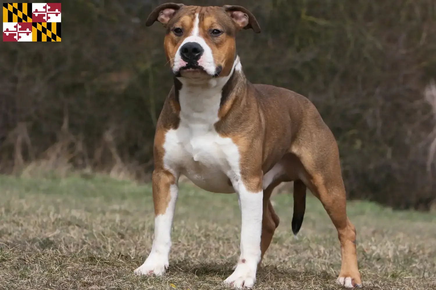 American Staffordshire Terrier puppies and breeders Maryland Find American Staffordshire Terrier breeders in Maryland.