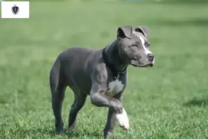 Read more about the article American Staffordshire Terrier breeders and puppies in Massachusetts