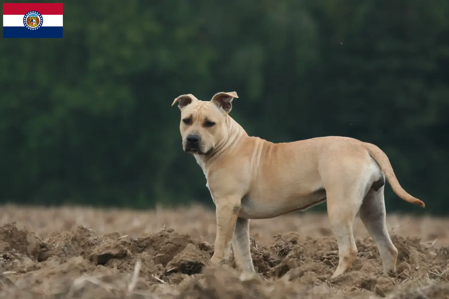 American Staffordshire Terrier puppies and breeders Missouri Find American Staffordshire Terrier breeders in Missouri here.