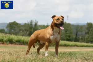 Read more about the article American Staffordshire Terrier breeders and puppies in Montana