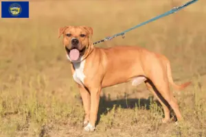 Read more about the article American Staffordshire Terrier breeders and puppies in Nebraska