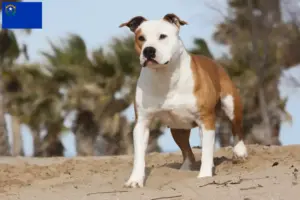 Read more about the article American Staffordshire Terrier breeders and puppies in Nevada