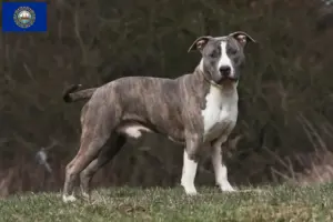 Read more about the article American Staffordshire Terrier breeders and puppies in New Hampshire