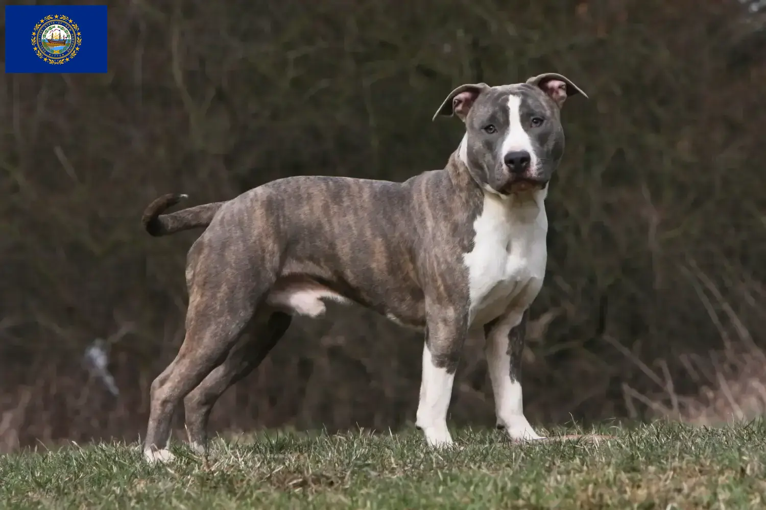Read more about the article American Staffordshire Terrier breeders and puppies in New Hampshire
