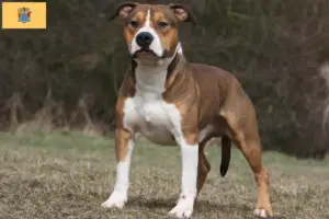 Read more about the article American Staffordshire Terrier breeders and puppies in New Jersey
