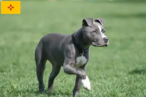 Read more about the article American Staffordshire Terrier breeders and puppies in New Mexico