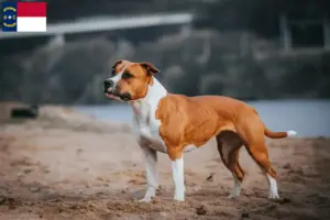 Read more about the article American Staffordshire Terrier breeders and puppies in North Carolina