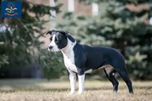 Read more about the article American Staffordshire Terrier breeders and puppies in North Dakota