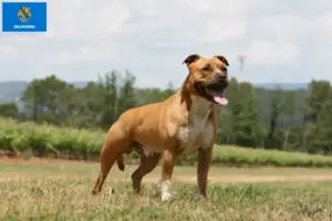 Read more about the article American Staffordshire Terrier breeders and puppies in Oklahoma