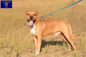 Read more about the article American Staffordshire Terrier breeders and puppies in Oregon