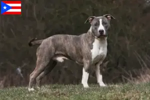 Read more about the article American Staffordshire Terrier breeders and puppies in Puerto Rico
