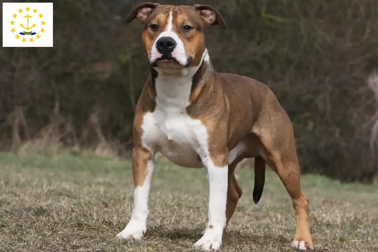 American Staffordshire Terrier puppies and breeders Rhode Island Find American Staffordshire Terrier breeders in Rhode Island.