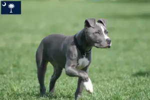 Read more about the article American Staffordshire Terrier breeders and puppies in South Carolina