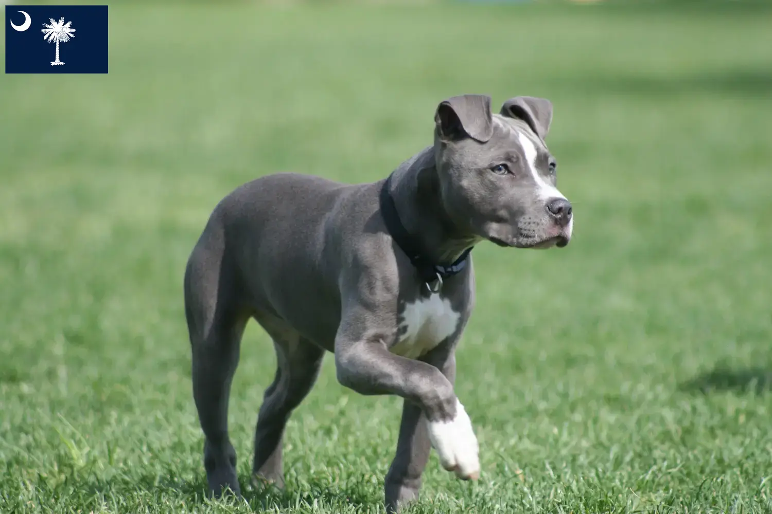 American Staffordshire Terrier puppies and breeders South Carolina Find American Staffordshire Terrier breeders in South Carolina.