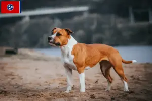 Read more about the article American Staffordshire Terrier breeders and puppies in Tennessee