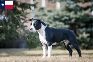 Read more about the article American Staffordshire Terrier breeders and puppies in Texas