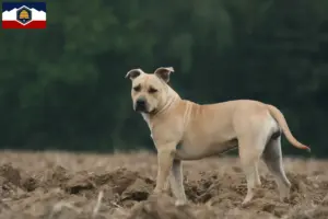 Read more about the article American Staffordshire Terrier breeders and puppies in Utah