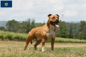 Read more about the article American Staffordshire Terrier breeders and puppies in Vermont