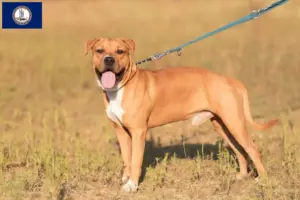 Read more about the article American Staffordshire Terrier breeders and puppies in Virginia