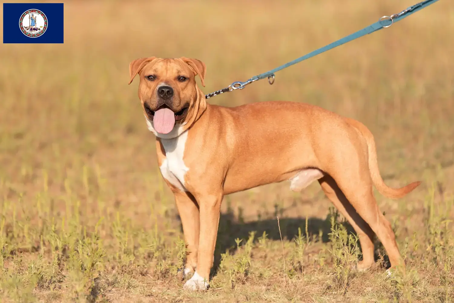 American Staffordshire Terrier puppies and breeder Virginia Find American Staffordshire Terrier breeders in Virginia.