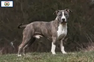 Read more about the article American Staffordshire Terrier breeders and puppies in West Virginia