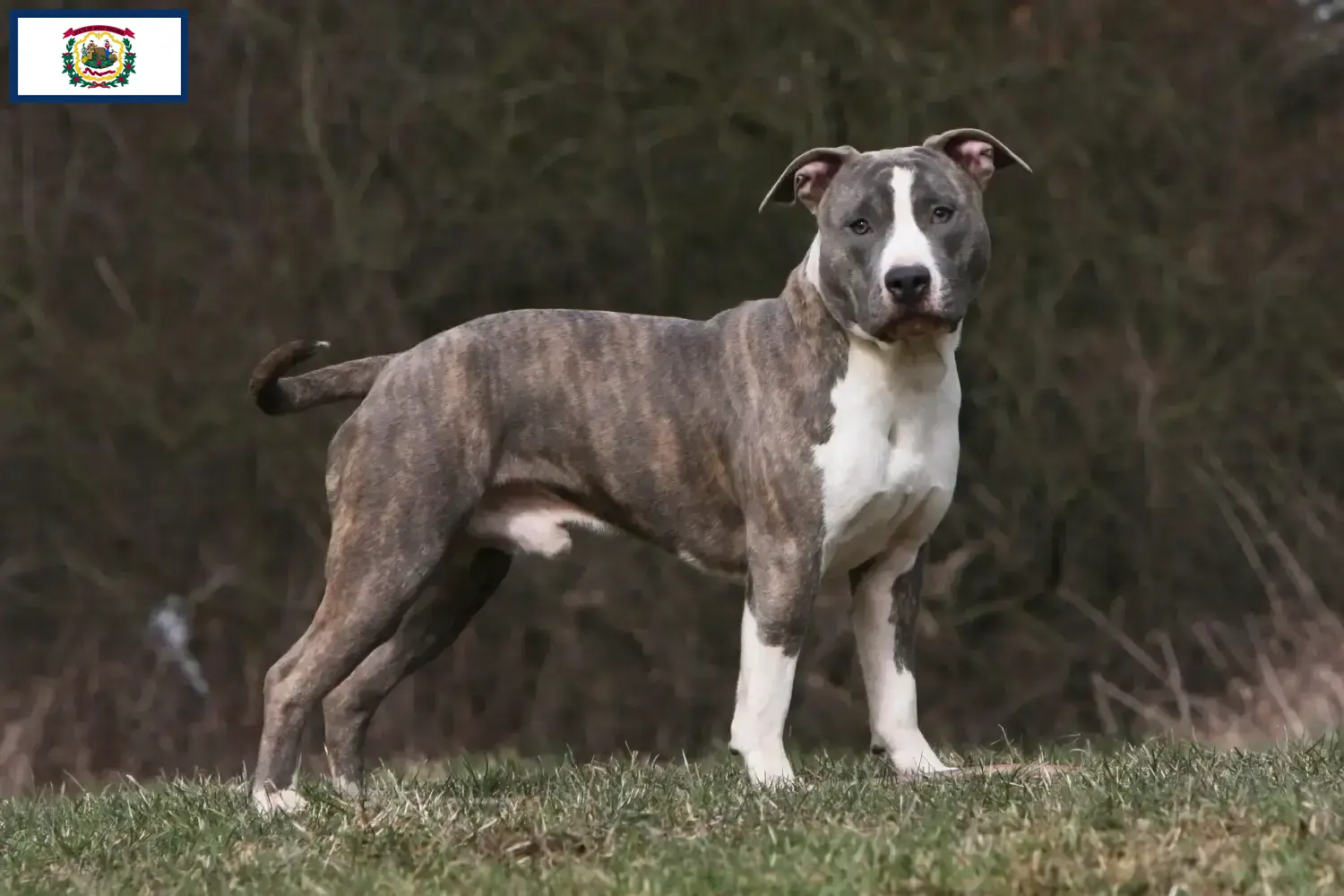 American Staffordshire Terrier puppies and breeders West Virginia Find American Staffordshire Terrier breeders in West Virginia.
