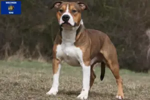Read more about the article American Staffordshire Terrier breeders and puppies in Wisconsin