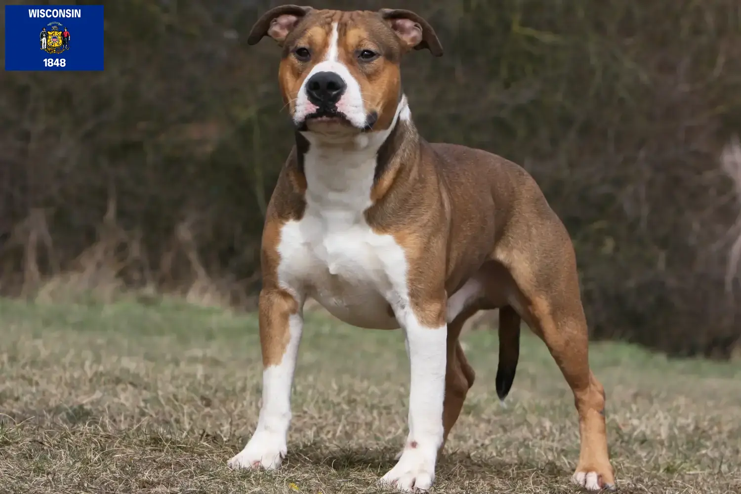 American Staffordshire Terrier puppies and breeders Wisconsin Find American Staffordshire Terrier breeders in Wisconsin.