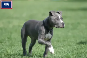 Read more about the article American Staffordshire Terrier breeders and puppies in Wyoming