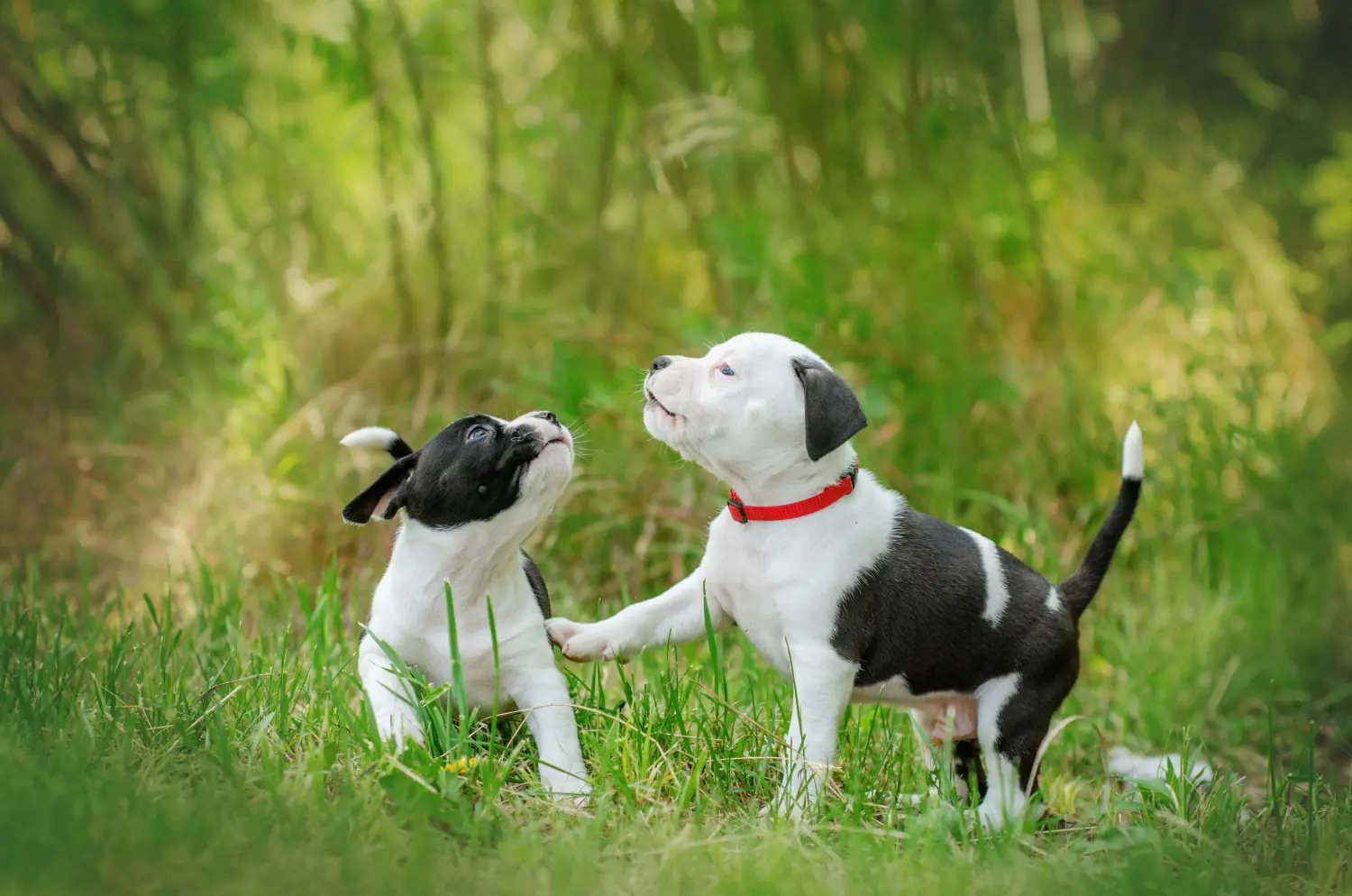 Buying an American Staffordshire Terrier puppy means taking responsibility! Buy American Staffordshire Terrier puppies.