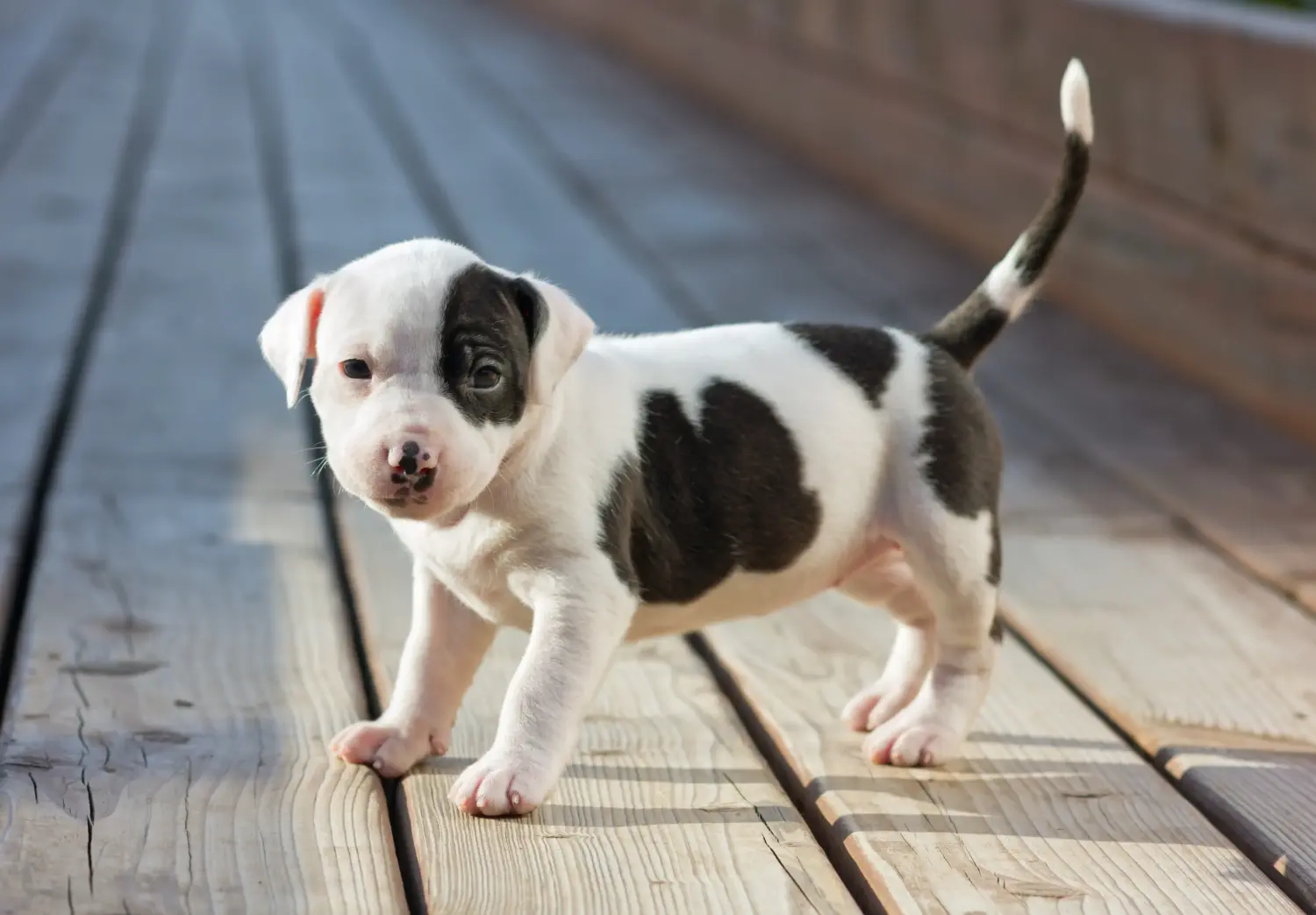 Buying an American Staffordshire Terrier puppy means taking responsibility! Buy American Staffordshire Terrier puppies.