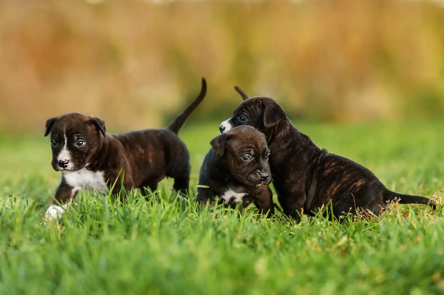 Buying an American Staffordshire Terrier puppy means taking responsibility! Buy American Staffordshire Terrier puppies.
